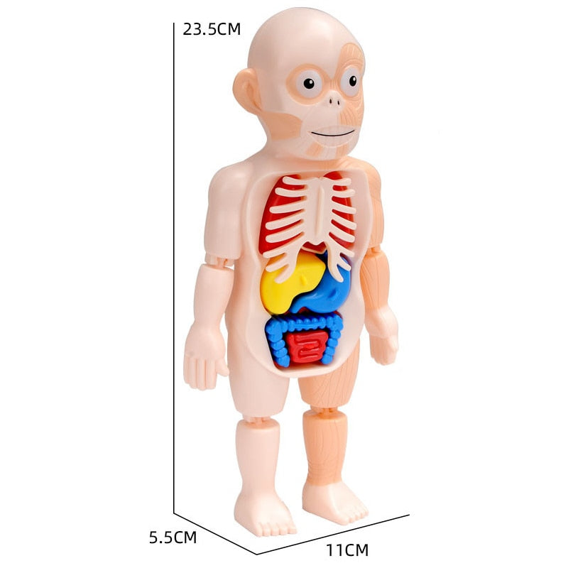 3D Human Body Puzzle